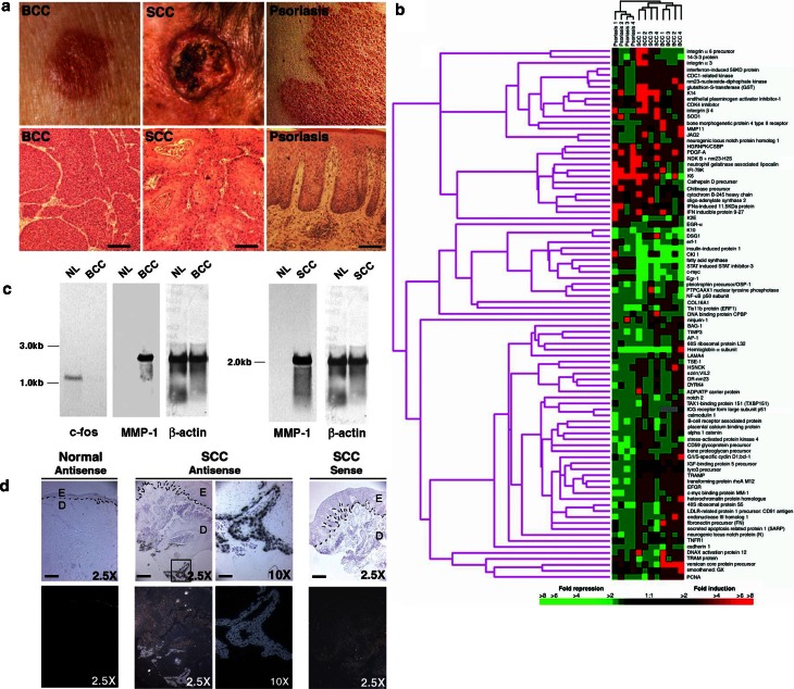 Fig. 1