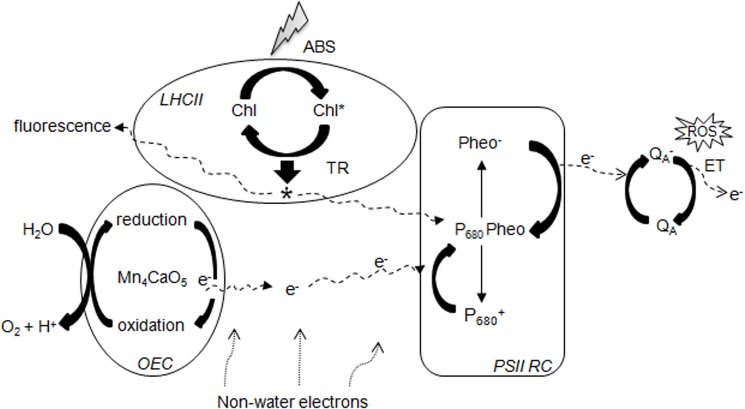 Fig 7