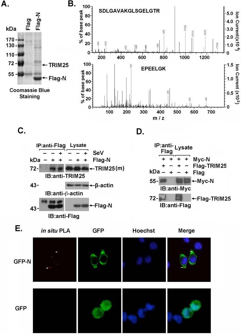 FIG 1