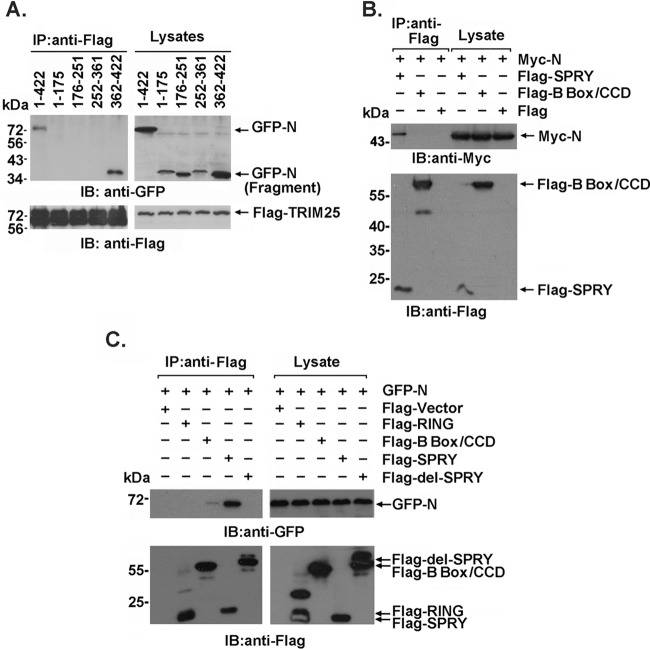 FIG 2