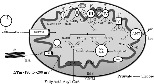 FIG. 1.