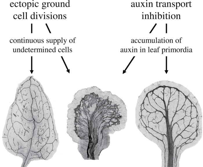 Fig. 12. 