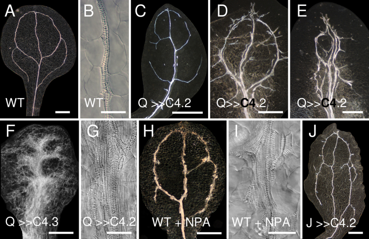 Fig. 6. 