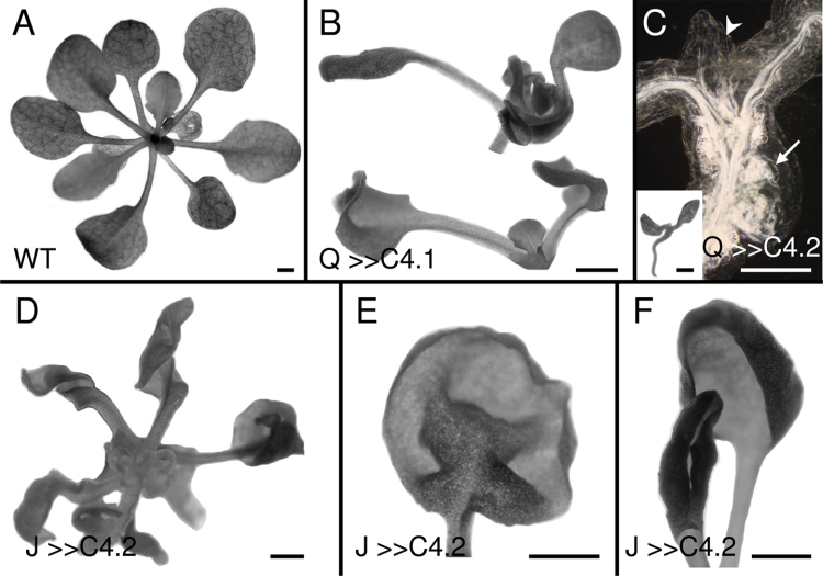 Fig. 5. 