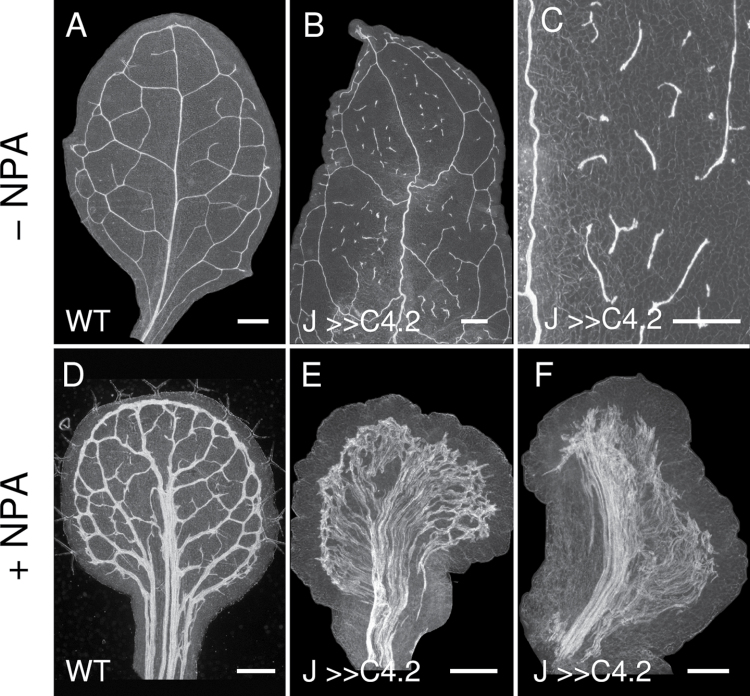 Fig. 9. 