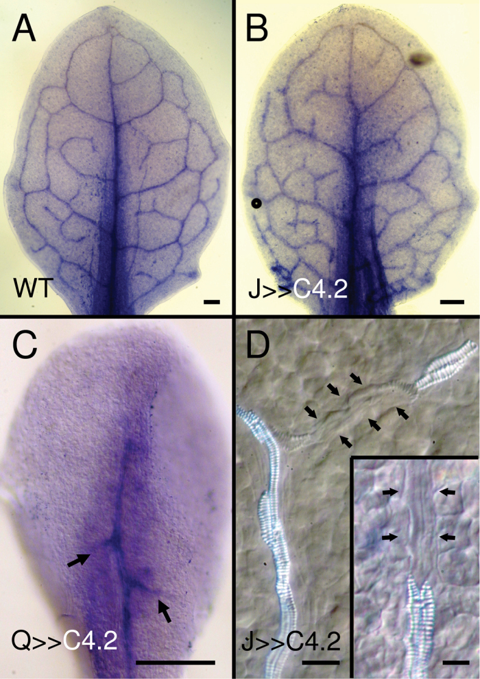 Fig. 10. 