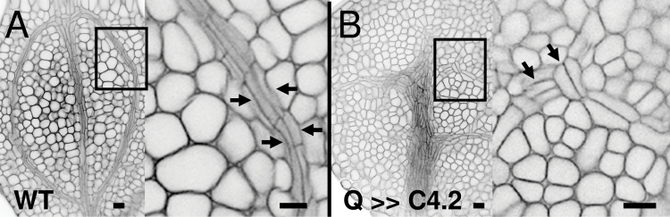 Fig. 8. 