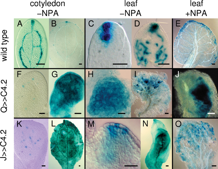 Fig. 11. 