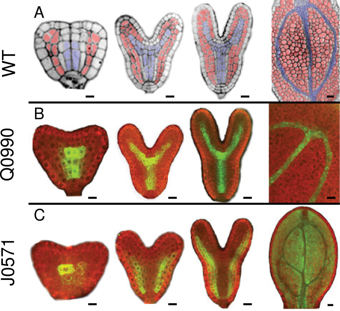 Fig. 1. 