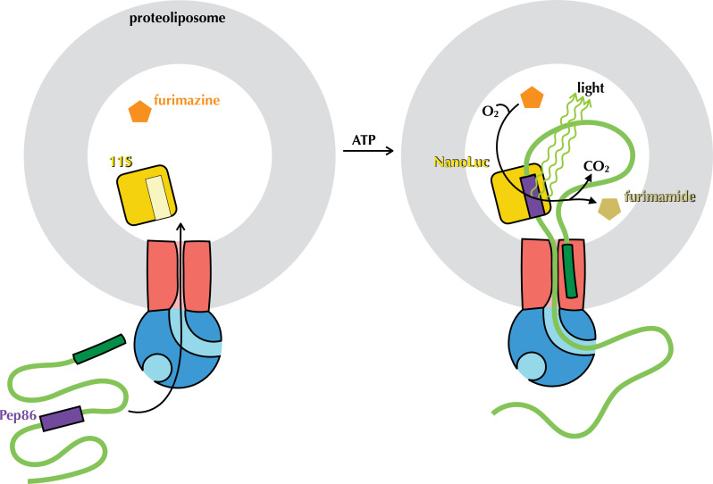 Figure 1—figure supplement 1.