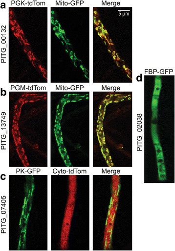 Fig. 6