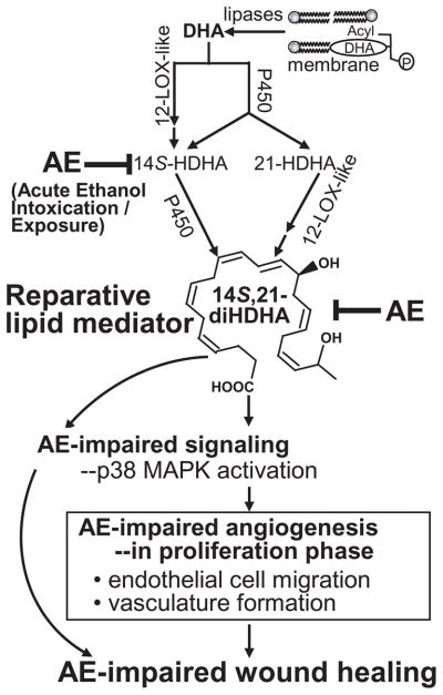 Scheme I