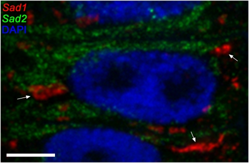 Figure 2.