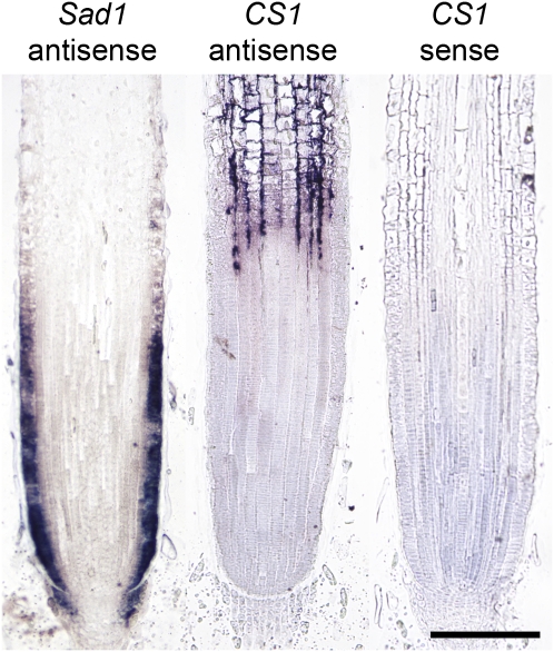 Figure 6.