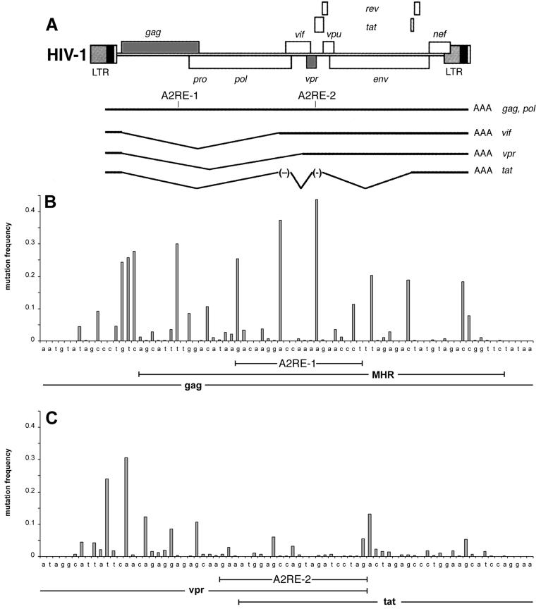 FIG. 1