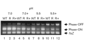 Fig. 5.