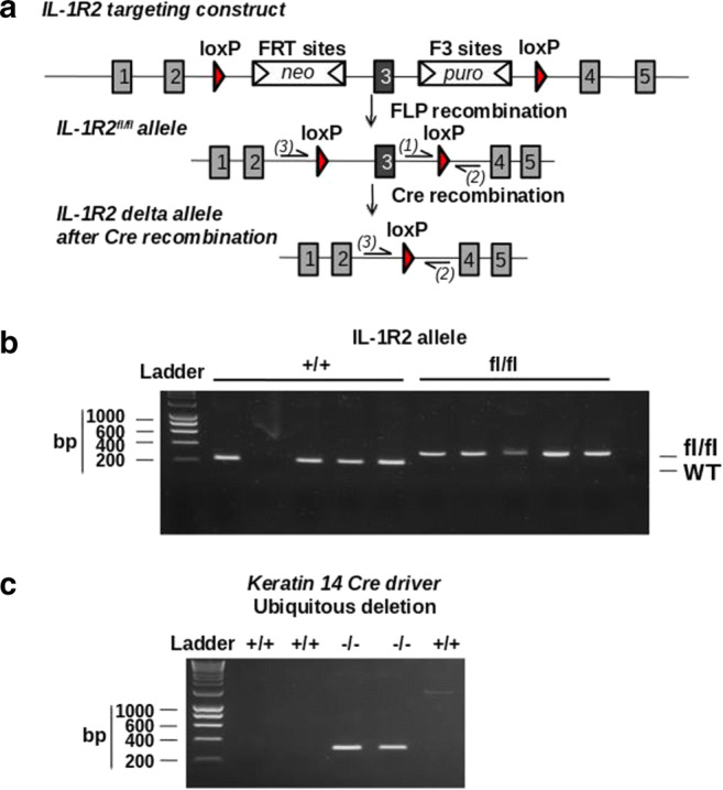 Fig. 2