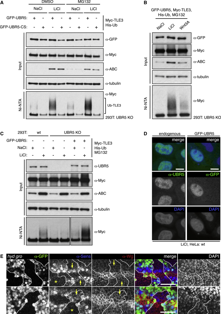 Figure 3