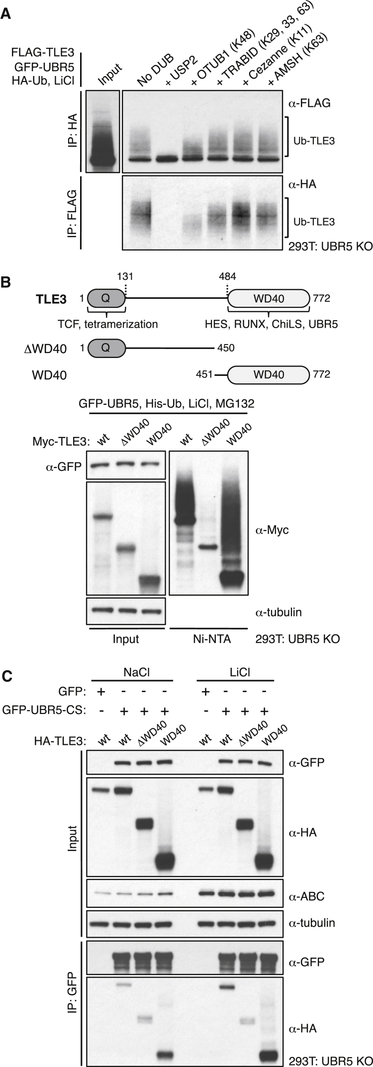 Figure 5