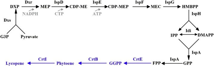 Fig. 1