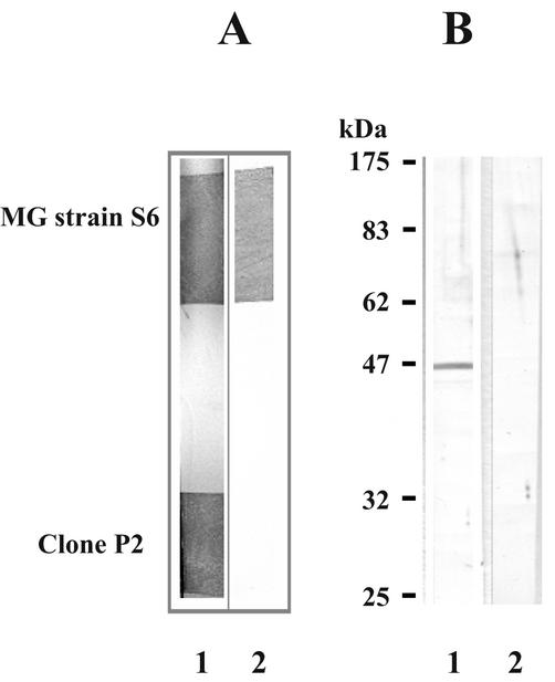 FIG. 8.