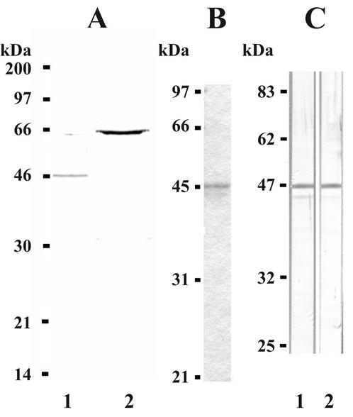 FIG. 1.