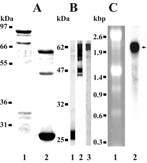 FIG. 5.