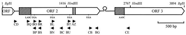 FIG. 3.