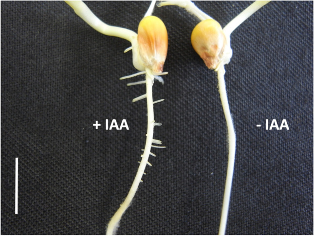 Fig. 6