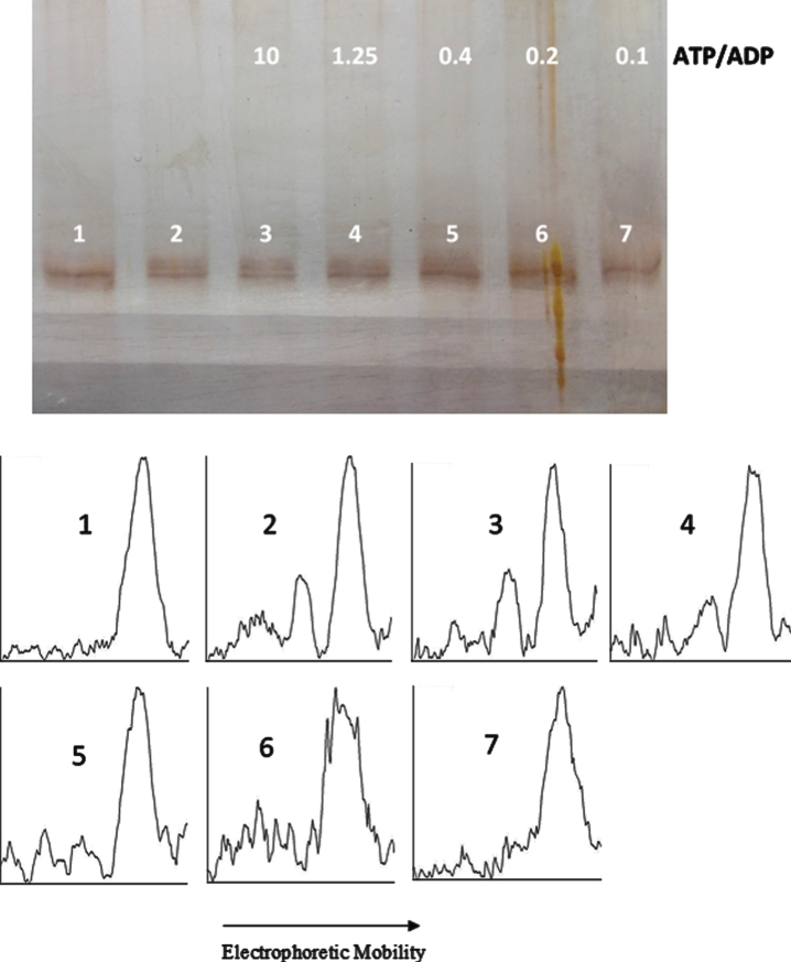 Fig. 8