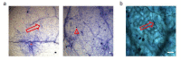 Author response image 5.