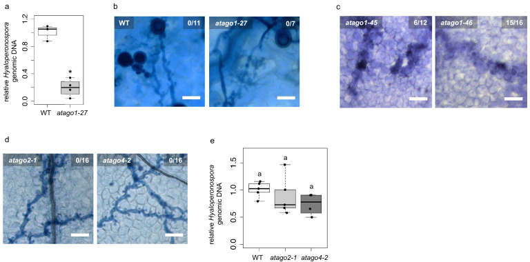 Figure 2—figure supplement 1.