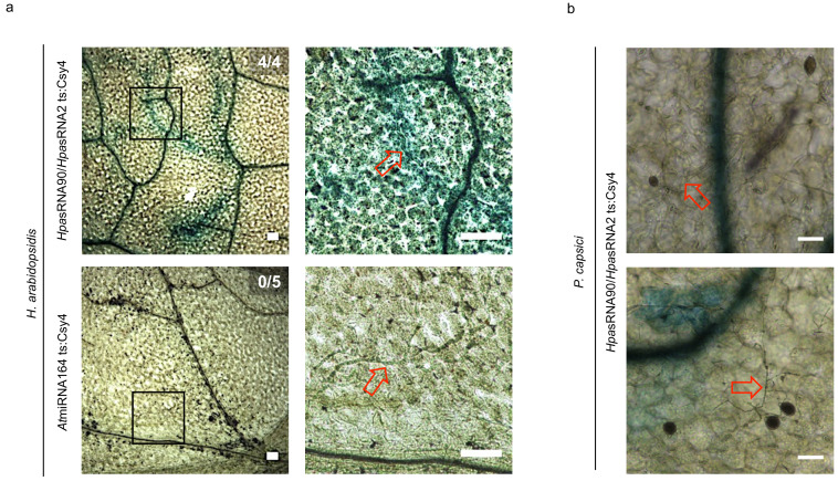 Figure 1—figure supplement 5.