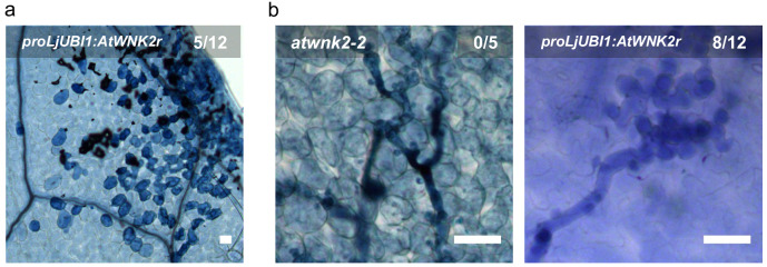 Figure 4—figure supplement 4.