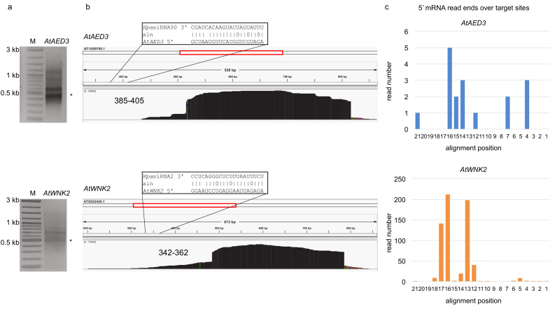 Figure 1—figure supplement 4.