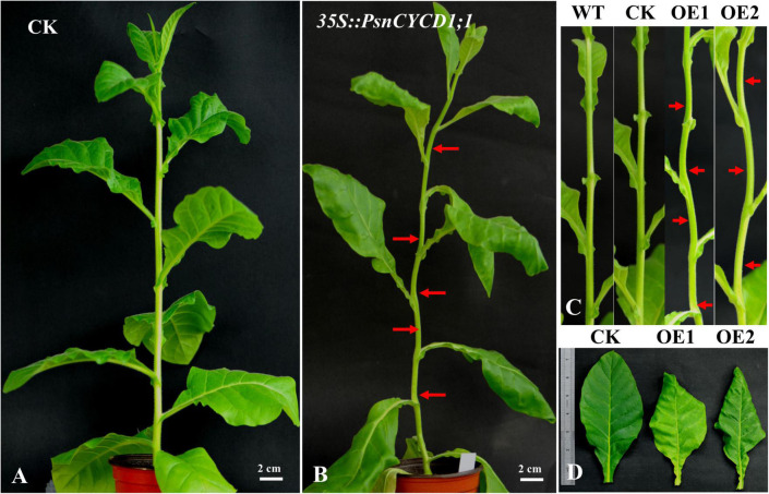 FIGURE 3