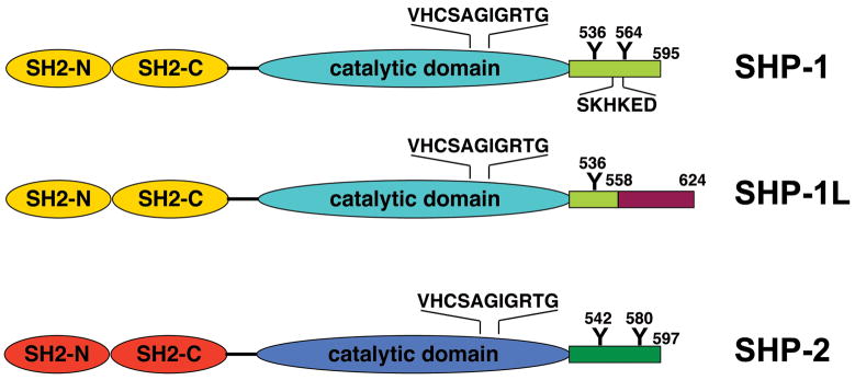 SHP-1 and SHP-2 in T cells: two phosphatases functioning at many levels ...