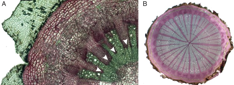 Fig. 4.