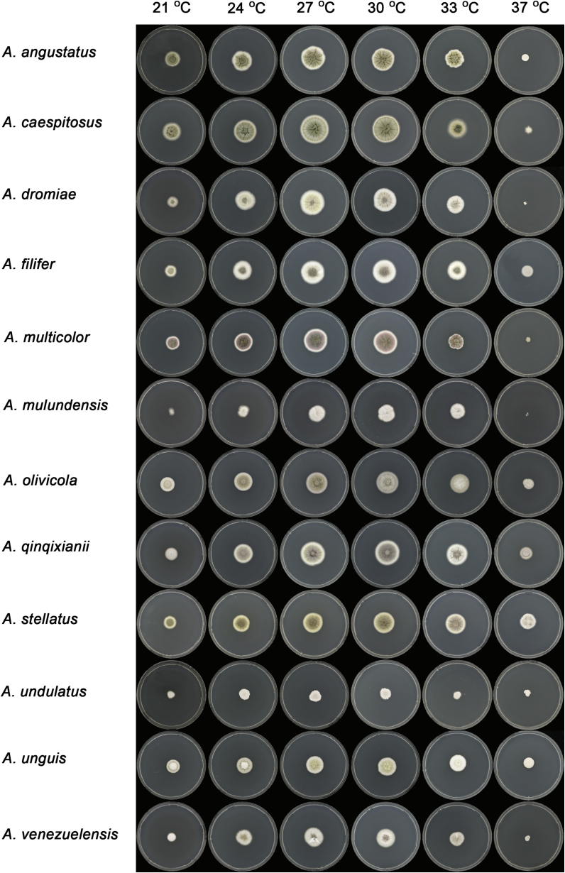 Fig. 12