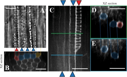 Fig. 2