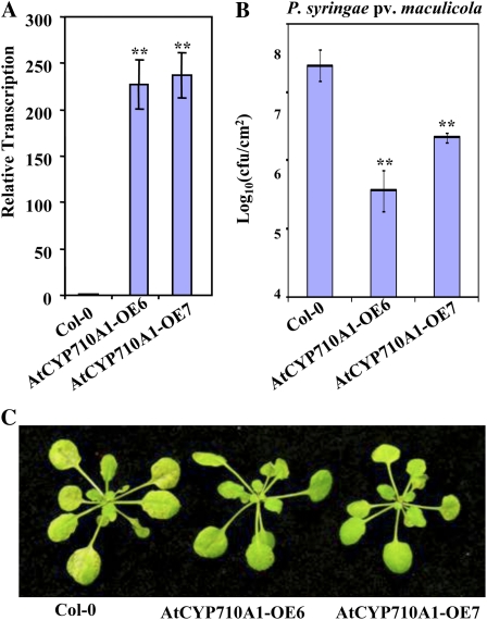 Figure 6.