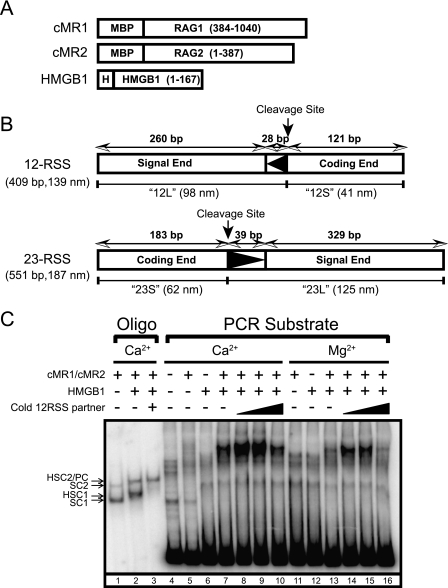 FIGURE 1.