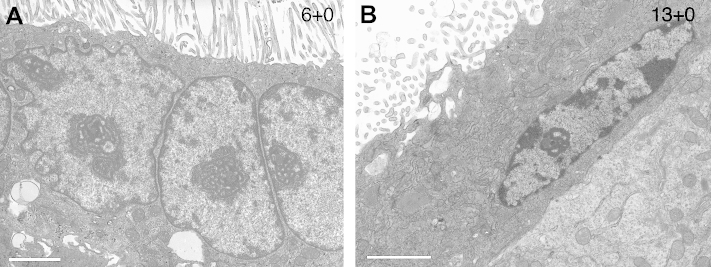 Fig. 4