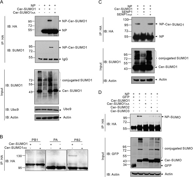 FIG 1