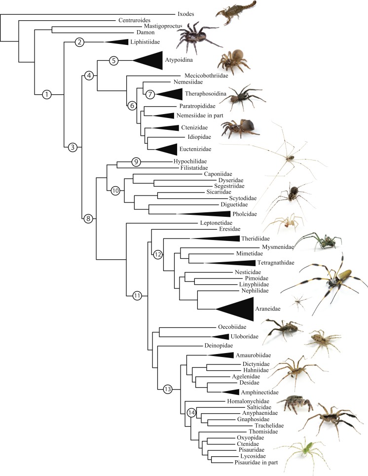 Spider phylogenomics: untangling the Spider Tree of Life - PMC