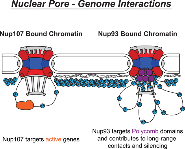 graphic file with name nihms-1545071-f0008.jpg