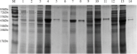 Fig. 7: