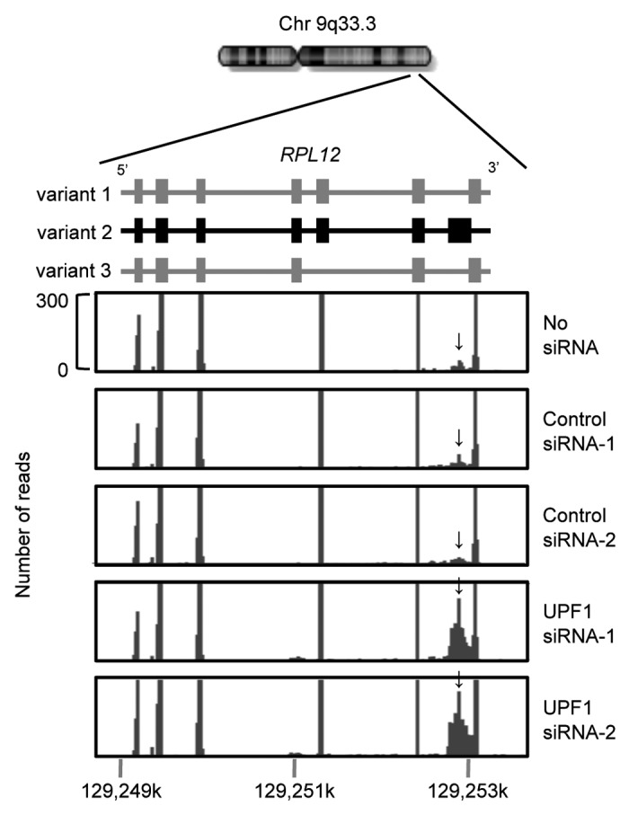 graphic file with name rna-9-1370-g2.jpg