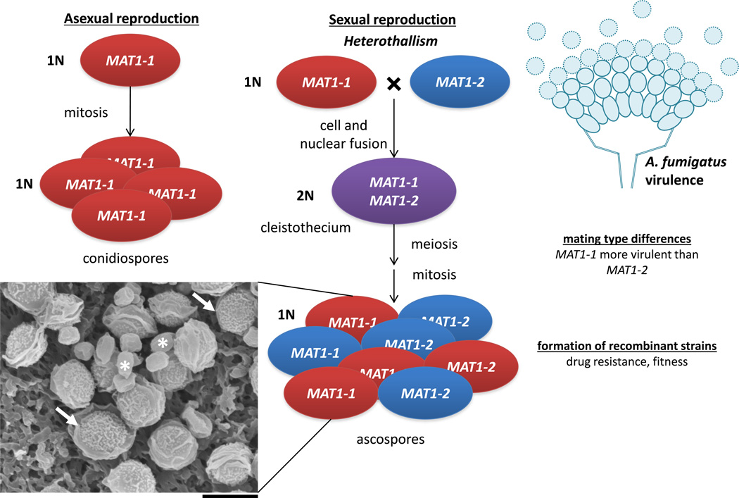 The Cryptic Sexual Strategies of Human Fungal Pathogens - PMC