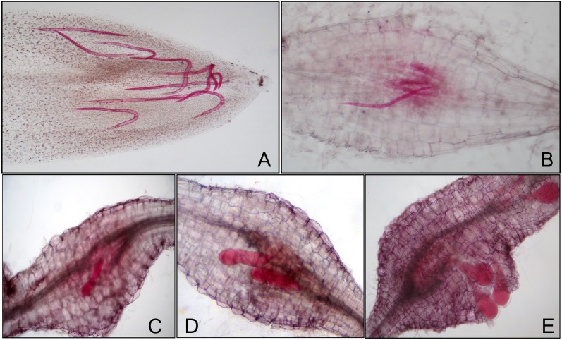 Fig 1